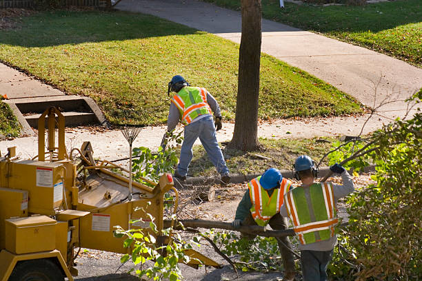 Lawn Renovation and Restoration