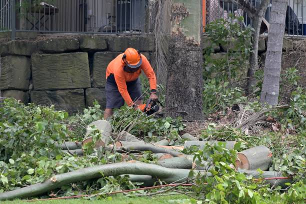 Tree and Shrub Care in New Haven, WV